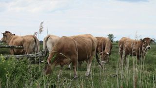 Changement de régime pour nourrir l’Europe en 2050 Changement de régime pour nourrir l’Europe en 2050