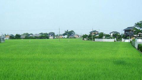 L’agriculture au menu des pourparlers États-Unis/Japon L’agriculture au menu des pourparlers États-Unis/Japon