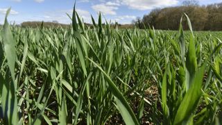 Les orges de printemps se développent bien Les orges de printemps se développent bien