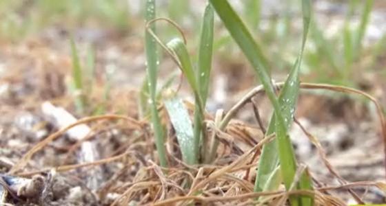 Si un ressemis s’impose, il sera nécessaire de s’orienter vers des variétés alternatives ou de printemps.