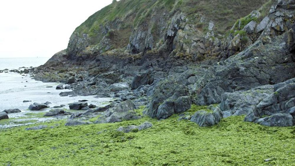 Échouages précoces d’algues vertes en Bretagne