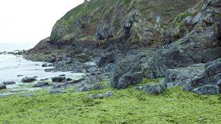 Échouages précoces d’algues vertes en Bretagne Échouages précoces d’algues vertes en Bretagne