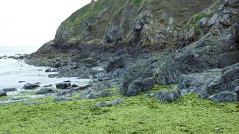 Échouages précoces d’algues vertes en Bretagne Échouages précoces d’algues vertes en Bretagne