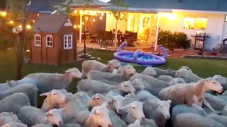 « Oh non, 200 moutons sont entrés dans mon jardin ! » « Oh non, 200 moutons sont entrés dans mon jardin ! »