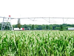 e maïs Ogm dans le colimateur des écologistes et des apiculteurs