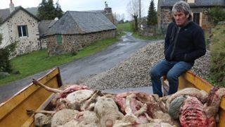 « Le loup m’a tué 32 moutons » « Le loup m’a tué 32 moutons »