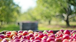 Une campagne difficile pour la pomme française Une campagne difficile pour la pomme française