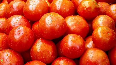 Washington taxe les tomates mexicaines Washington taxe les tomates mexicaines