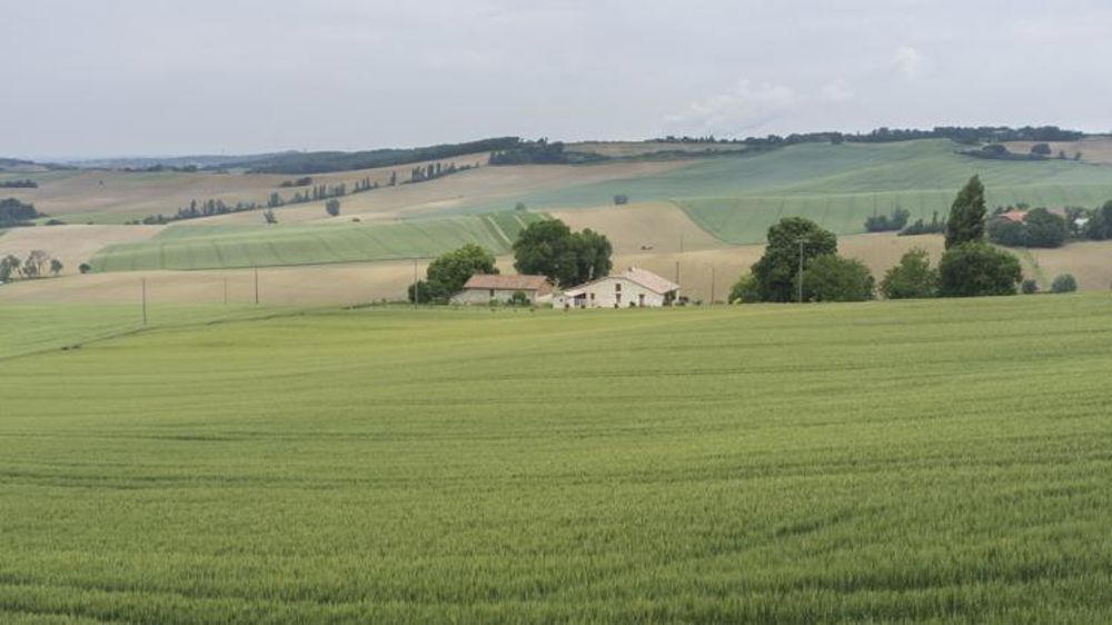 Une claque pour le blé dur et le colza