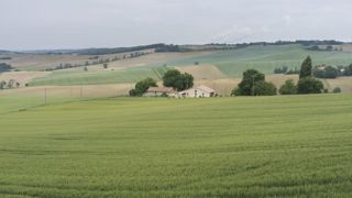 Une claque pour le blé dur et le colza Une claque pour le blé dur et le colza