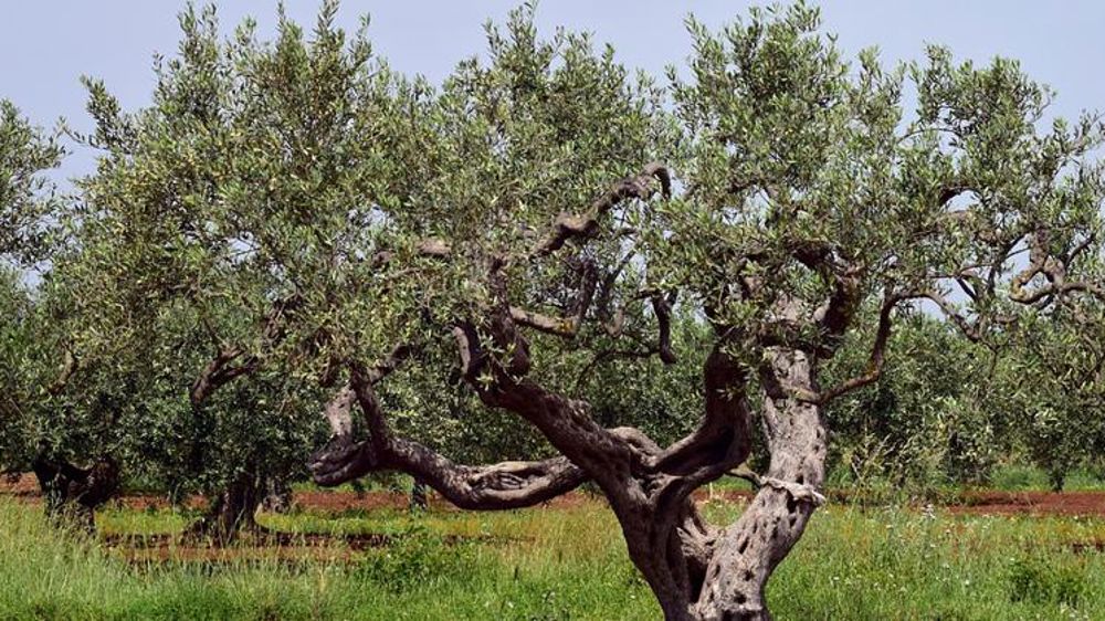 La bactérie tueuse d’oliviers, pourrait s’étendre en Europe