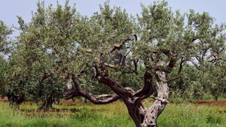 La bactérie tueuse d’oliviers, pourrait s’étendre en Europe La bactérie tueuse d’oliviers, pourrait s’étendre en Europe