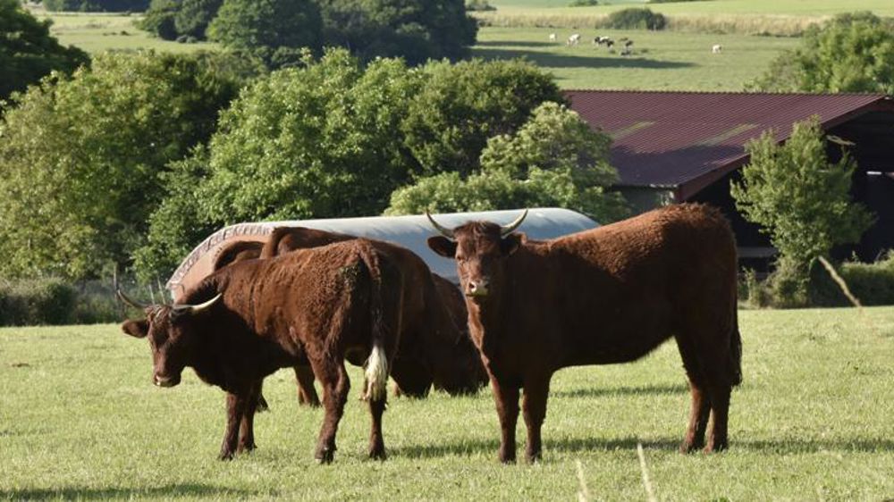 Interbev publie un « nouveau guide de contractualisation »