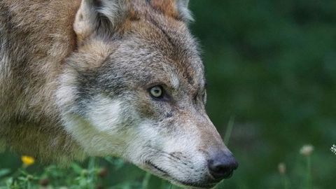Les loups prolifèrent, les règles d’abattage assouplies Les loups prolifèrent, les règles d’abattage assouplies