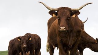 Les agriculteurs « dans une impasse » en cas d’accord avec le Mercosur Les agriculteurs « dans une impasse » en cas d’accord avec le Mercosur