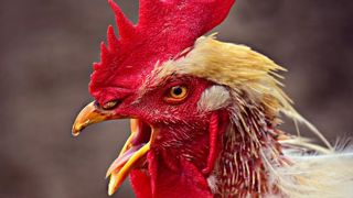 Le chant du coq et le bruit des cloches au patrimoine national Le chant du coq et le bruit des cloches au patrimoine national