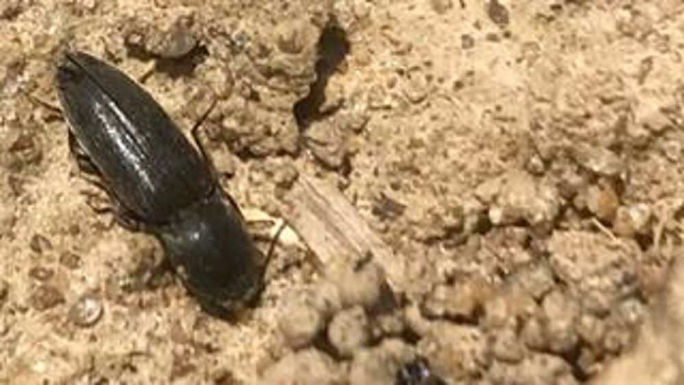 « C’est un coléoptère qui a fait le coup »