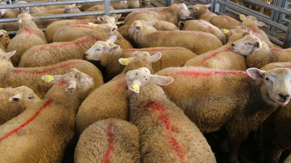 Les abattages d’agneaux s’envolent