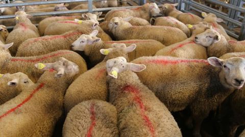 Les abattages d’agneaux s’envolent