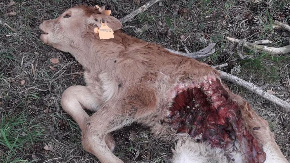 Augmentation des attaques sur les bovins en Lozère