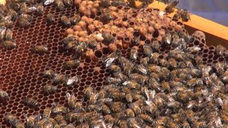 Une pétition pour l’étiquetage du miel Une pétition pour l’étiquetage du miel
