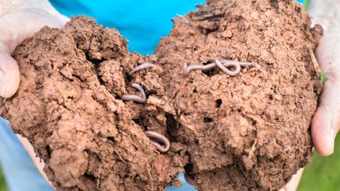 L’agriculture au cœur de la neutralité carbone L’agriculture au cœur de la neutralité carbone