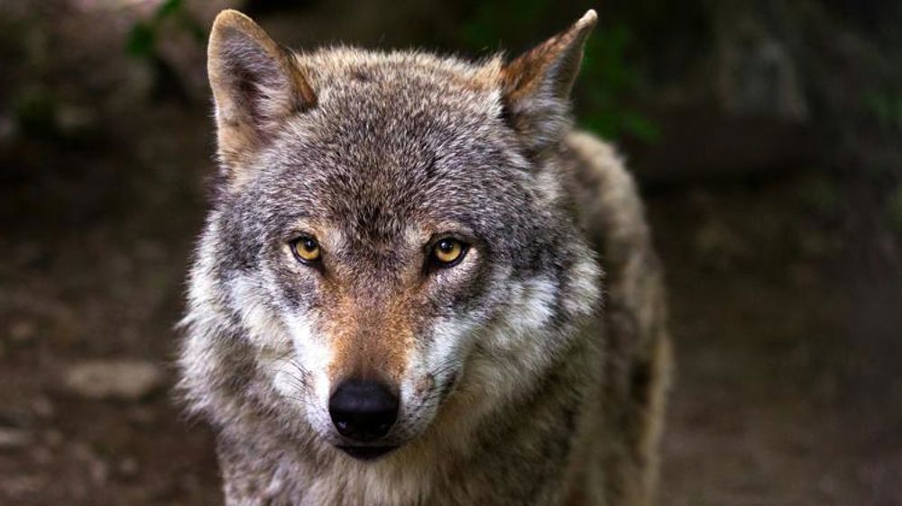 Les nouvelles dispositions pour contenir les loups