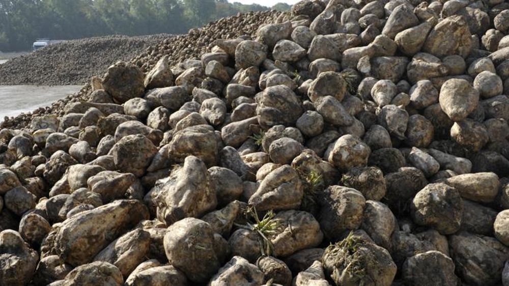 Saint Louis Sucre maintient le cap