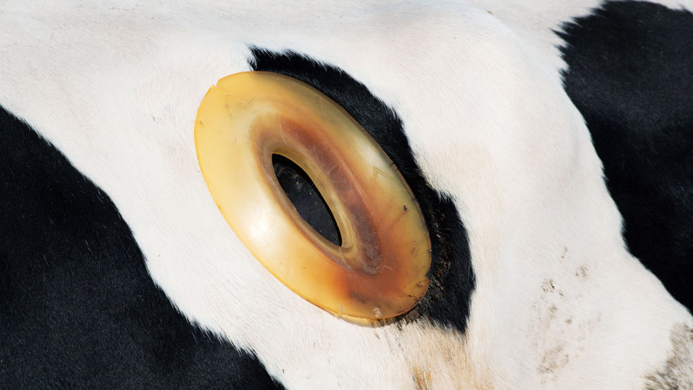 L214 s’attaque aux « vaches à hublot »