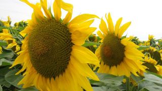 Saccage de tournesols sur une plate-forme d’essais Saccage de tournesols sur une plate-forme d’essais
