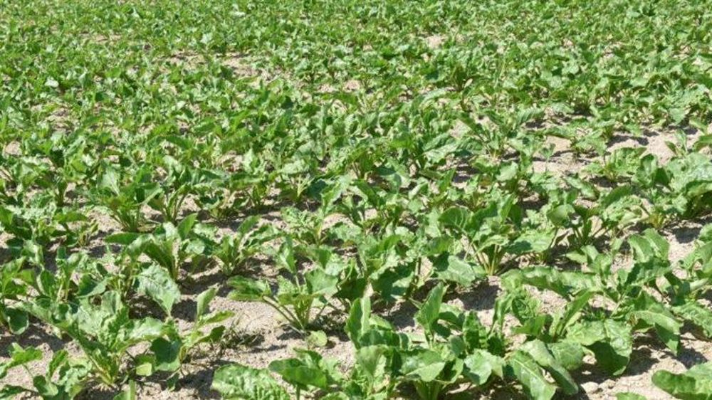 « Nous demandons à Sudzücker d’entrer en négociation exclusive avec nous »