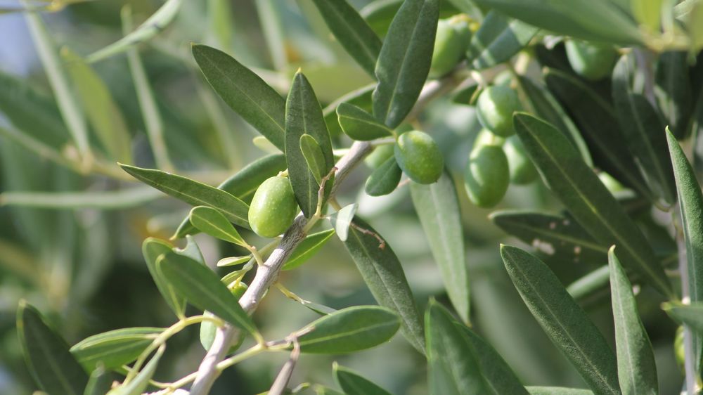 Le ministère de l’Agriculture lance une campagne de prévention