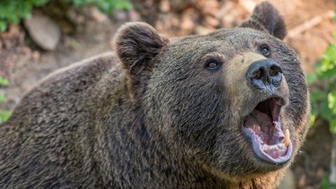 L’effarouchement des ours possible sous conditions L’effarouchement des ours possible sous conditions