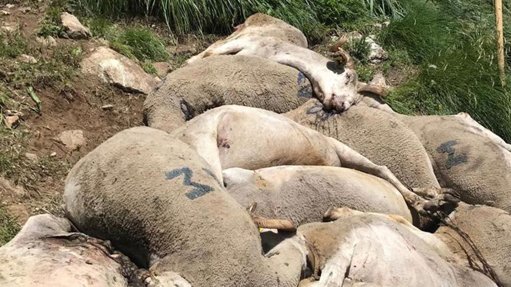 Soutien aux éleveurs victimes d’une attaque d’ours