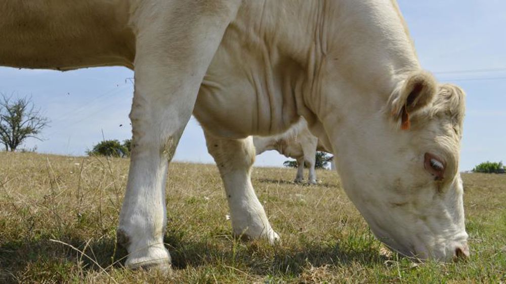 Fauche et pâturage des jachères autorisés dans 24 départements