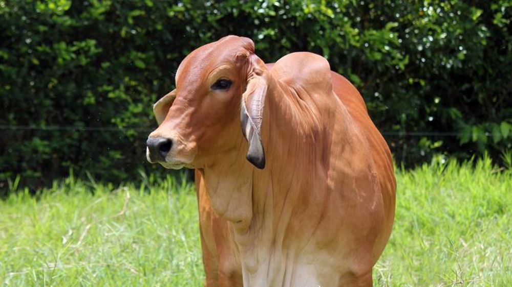 Le « principe de précaution » fait grincer des dents au Brésil