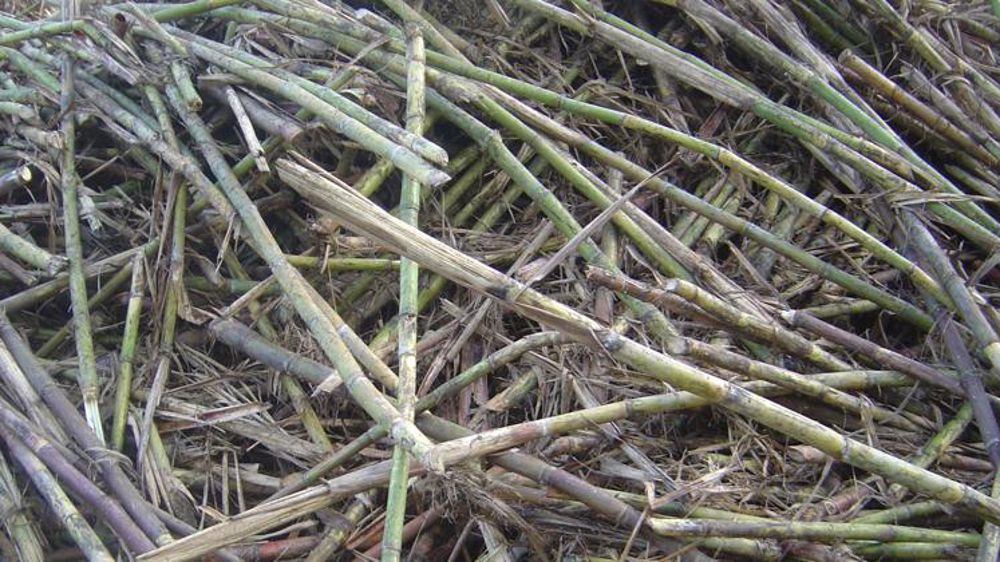 « Un coup dur porté à la filière européenne du sucre »