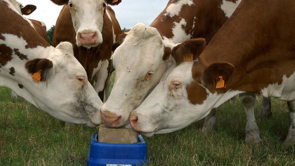 Le « bien-être animal » devient central dans les exploitations