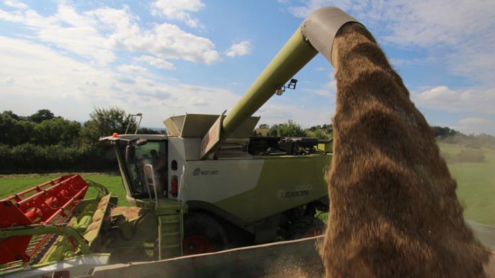 Davantage de blé, moins de maïs