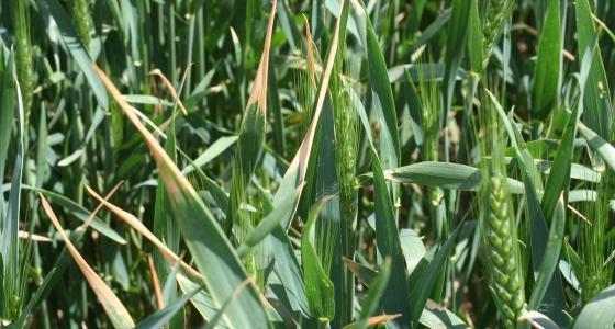 Les conditions sèches de 2011 ont vraisemblablement provoqué l'arrivée de la fusariose du plateau de tallage dans les blés du Nord de la France.
