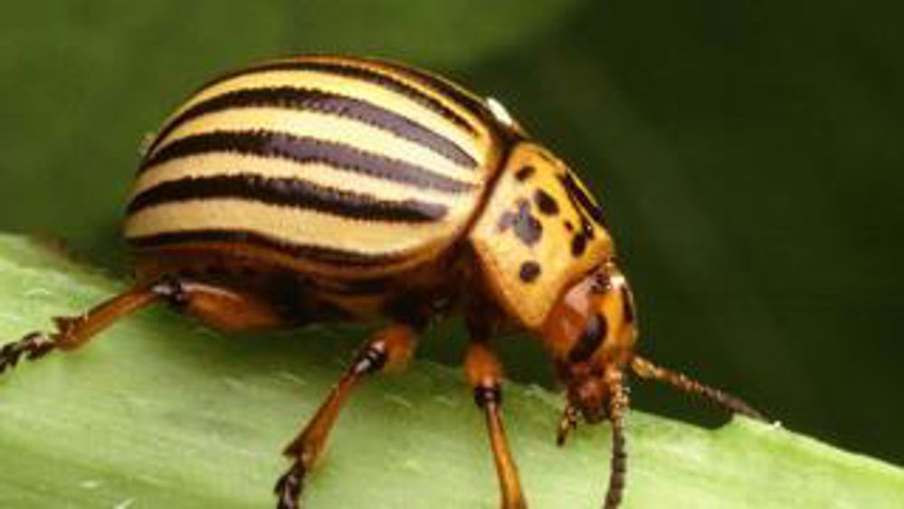 Un bon rendement en doryphores