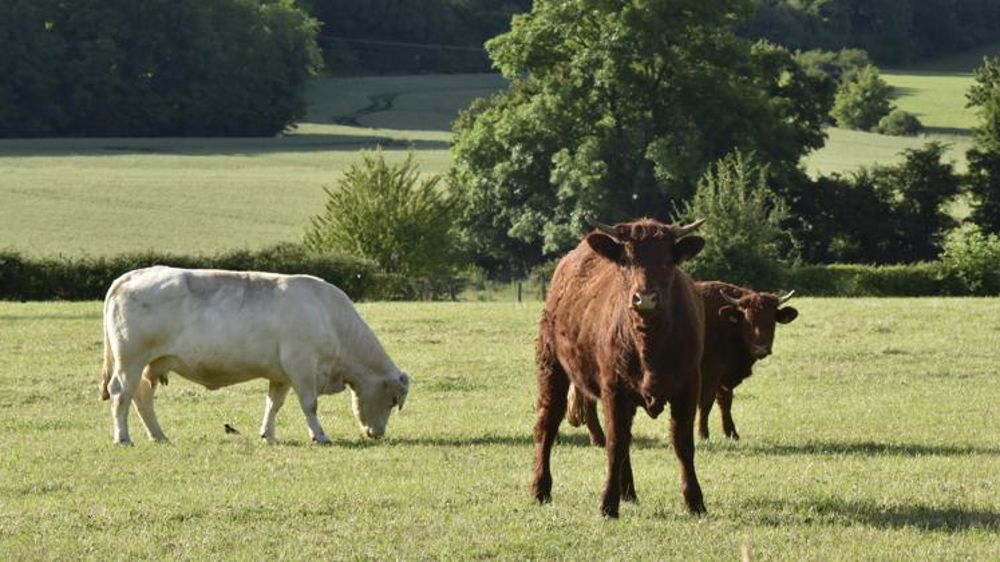 Un accord « destructeur » pour l’élevage bovin