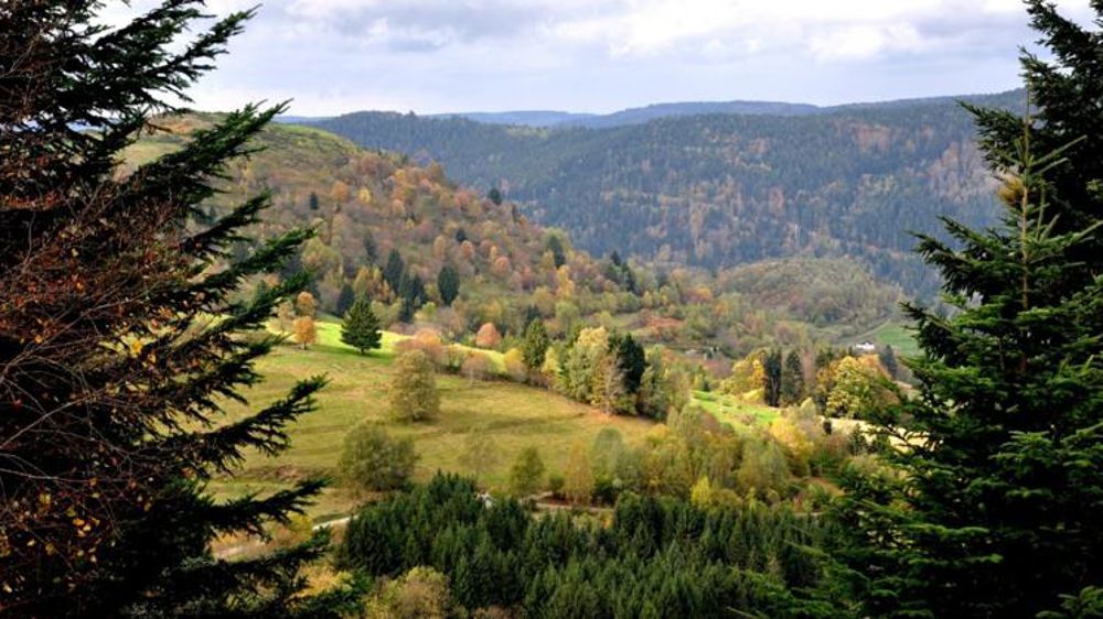 Les sapins meurent de soif