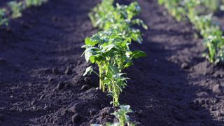 Indemniser les planteurs en mal de plants corrects Indemniser les planteurs en mal de plants corrects