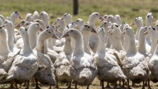Relaxe pour des éleveurs ayant refusé l’abattage préventif Relaxe pour des éleveurs ayant refusé l’abattage préventif