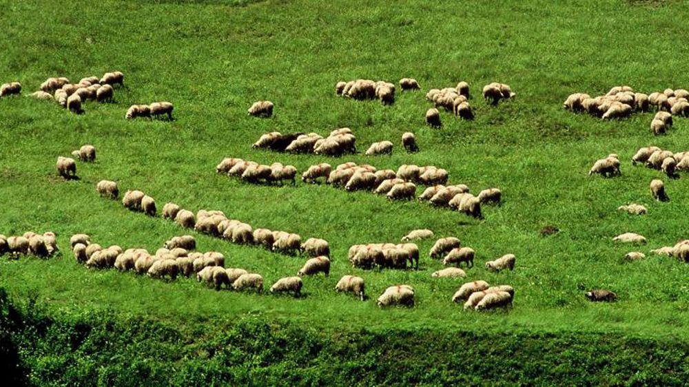 La transhumance avec la peur de l’ours