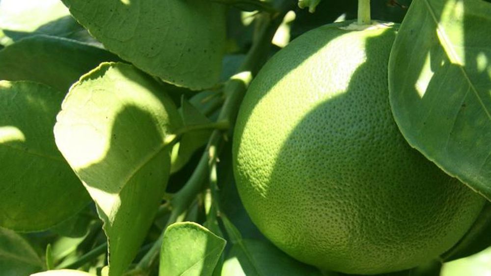 La Californie interdit le chlorpyrifos