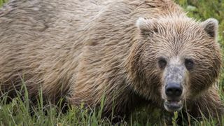 Un ours tue un homme au Canada Un ours tue un homme au Canada