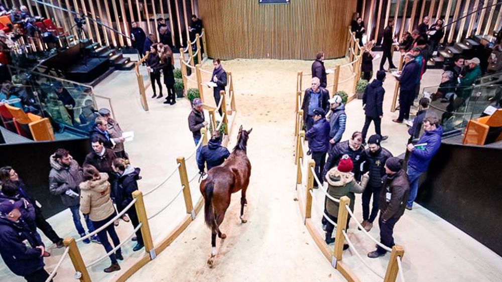 Rebond des ventes de yearlings