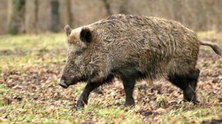 Les clôtures vandalisées en Meurthe-et-Moselle Les clôtures vandalisées en Meurthe-et-Moselle